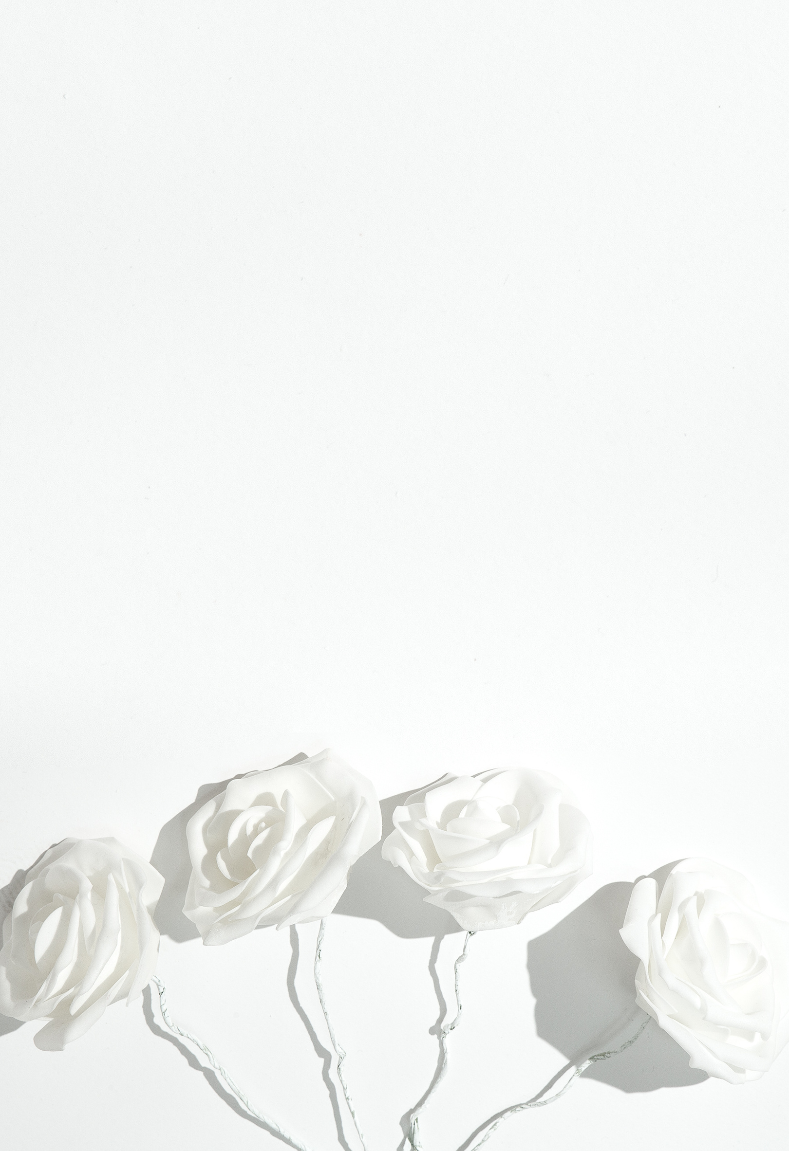 White Roses on White Background